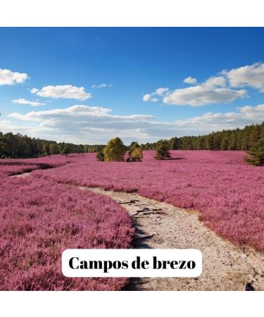 L'Abella Mel - 100% Natural Heather Honey | Pure Bee Honey - Artisanally Harvested on the Costa Blanca Spain - Gluten Free - 500G - Buy Online on GoSupps.com