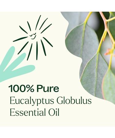 Plant Therapy Eucalyptus Globulus Essential Oil 30 mL (1 oz) for Diffuser Skin Hair Aromatherapy DIYs and Clear Breathing 100% Pure Undiluted Therapeutic Grade - Buy Online on GoSupps.com