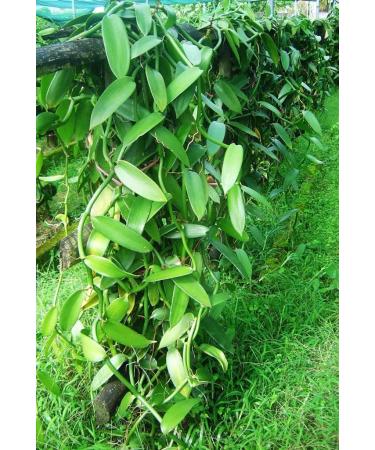 Bourbon Vanilla Pods from Madagascar - 10 Gourmet Vanilla Pods 11 to 13 cm - Buy Online on GoSupps.com