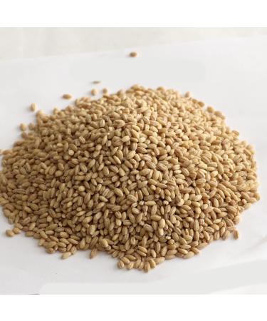 5 LB of Raw Pearl Barley Bulk Naturally Processed Cebada