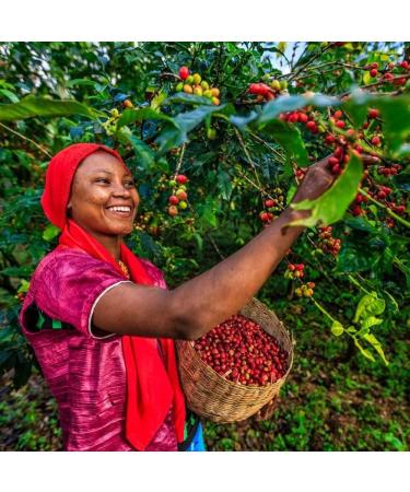 1Kg Bag Green Coffee Beans Rich in Taste Perfect Aroma| A Gift For Loved Ones For Home Roasting| Sidamo Coffee Beans From Ethiopia| - Buy Online on GoSupps.com