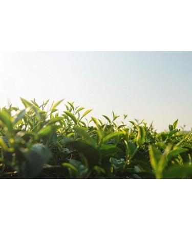 Mandoi ORGANIC Matcha Powder Japan 200g Premium Fine Matcha Tea for Lattes Sustainably Grown Green Tea - Buy Online on GoSupps.com