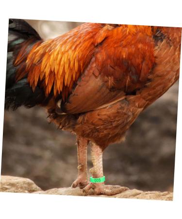 FOMIYES 200 Pcs Chicken Foot Ring Snap Tool Chicken Ankle Bands Foot Mark Ring with Numbers Rooster Charm 2X2X1CMx2pcs Greenx2pcs - Buy Online on GoSupps.com