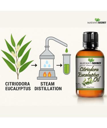 Citriodora Eucalyptus Essential Oil - Huge 4 OZ - 100% Pure & Natural Premium Grade Amber Glass Bottle and Dropper - Buy Online on GoSupps.com