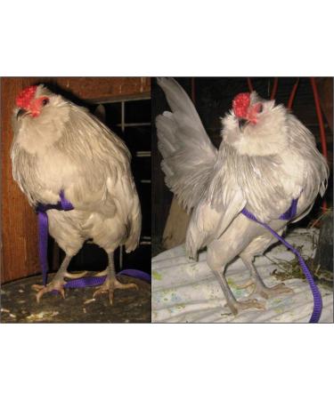 Shop The Aviator Bird Harness - XX-Large Silver | Best International Shipping for Pet Birds - Buy Online on GoSupps.com