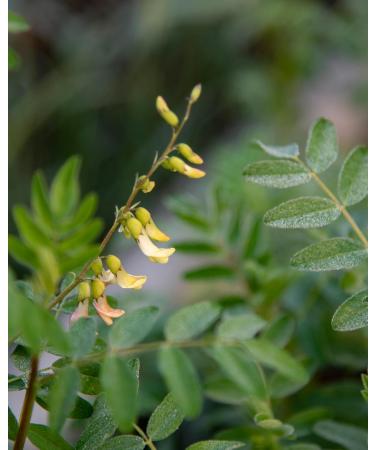 Herb Pharm Certified Organic Astragalus Liquid Extract for Immune System Support - 4 Ounce 4 Fl Oz (Pack of 1) - Buy Online on GoSupps.com