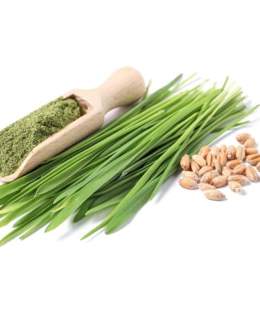 100% Pure Sun-Dried Wheatgrass Powder | Wheatgrass Shot | Smoothi/Juices | Energy Balls | Chemical-Free | Nutrient Retention | Preservative-Free Organic Vegan Eco-Friendly | 150 Grams | 5.29 oz - Buy Online on GoSupps.com