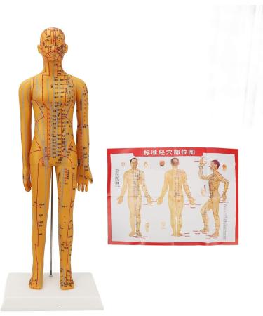 20.9-Inch Female Acupuncture Training Puppet Model - Clear Anatomical Acupuncture Points for Effective Learning - Buy Online on GoSupps.com