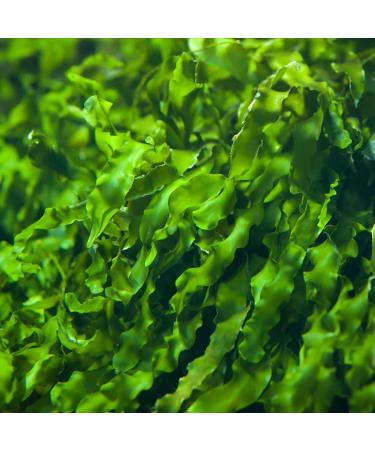 MB Superfoods - Poudre de chlorelle biologique de qualit sup rieure 200 g suppl ment de chlorelle de haute qualit pour le bien- tre base de plantes poudre de chlorelle biologique pure - Buy Online on GoSupps.com