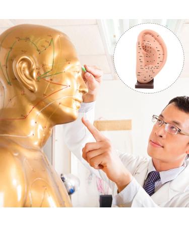 iplusmile Acupuncture Ear Teaching Model - Educational Ear Massage Tool - Buy Online on GoSupps.com