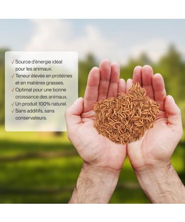 Dried Mealworms 500g 3250ml - Premium Quality Treat for Birds Hedgehogs Turtles Reptiles Fish Rodents - Buy Online on GoSupps.com