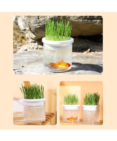 WOBBLO Grass Planter for Indoor Cats Transparent Hydroponic Planter for Cat Lawn Sprout Tray Pet Accessory Cat Pot Easy to Grow Prevents White - Buy Online on GoSupps.com