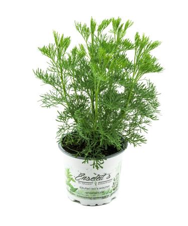 Cola bush Cola herb Artemisia abrotanum var. Maritima fresh Coca-Cola plant