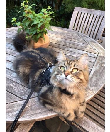 Mynwood Cat Jacket/Harness Black Denim Adult Cat black adult - Buy Online on GoSupps.com