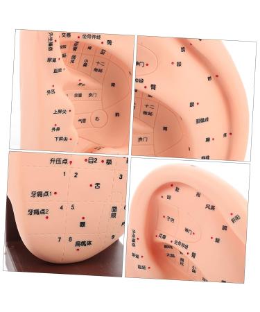 Solustre Ear Massage Model - Natural Size Human Ear Acupoint Tool with Base - Buy Online on GoSupps.com
