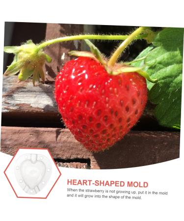 Milisten 5pcs Fruit Shaping Mold Stereotypes Gardening Supplies - Buy Online on GoSupps.com