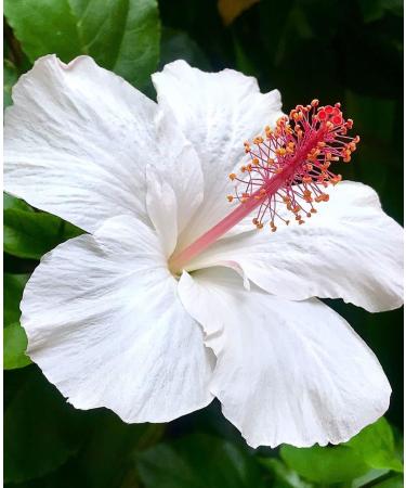 Hibiscus White dried Flower and Petals 125 g sorrel Bissap organic natural no preservatives. Premium grownand sun dried in Senegal - Buy Online on GoSupps.com