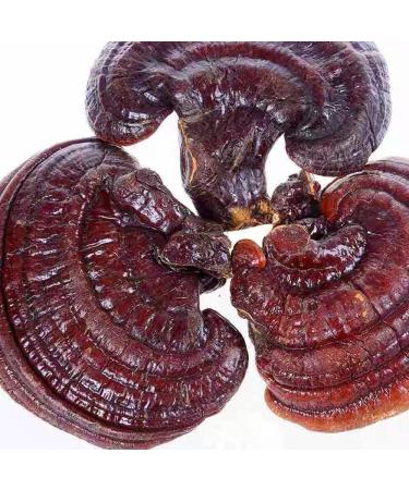 Dired Ganoderma Lucidum Lingzhi Ganoderma Lucidum Pieces Reishi Mushroom Slices Ganoderma Mushroom (500 Grams /1.10 lbs)