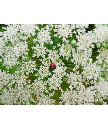 Lady's Bedstraw Herb Tea | Galium Verum L | Caille Lait Jaune Herbe Tisane | Health Embassy (50g) - Buy Online on GoSupps.com