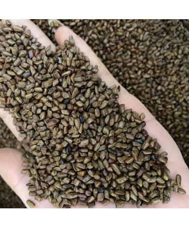 Cassia Seed Semen Cassiae Cassia ObtusifoliaL semen Cassiae Torae sickle Senna Cassia Tora Cassia Obtusifolia Catsia Tora Linn juemingzi (1000grams) - Buy Online on GoSupps.com