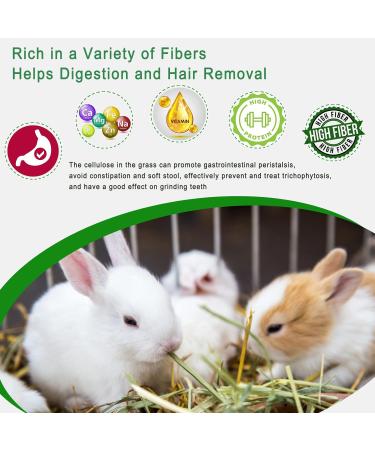 OHCOOL Timothy Hay 500g - Dust Free Natural Green Fresh Food Hay for Rabbits Tortoise Guinea Pig Chinchilla Timothy Hay 500g 500 g (Pack of 1) - Buy Online on GoSupps.com