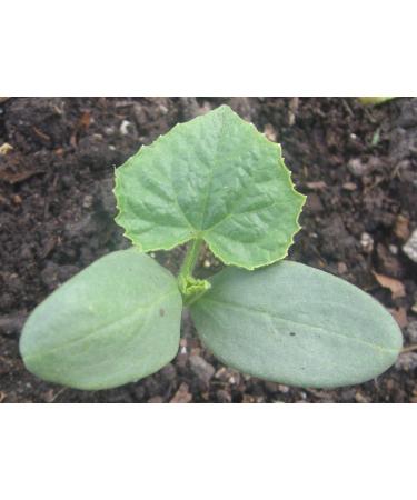 Portal Cool 10 semi di cetriolo Giallo Limone Apple Orange/Piante verdura Verdure