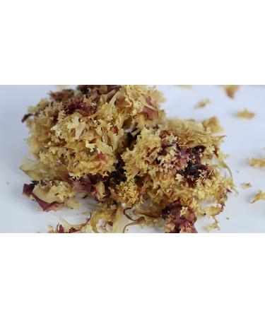 Irish Sea Moss from Ireland | Wildcrafted Chondrus Crispus | Raw Golden Irish Moss - Buy Online on GoSupps.com