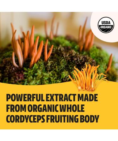 Organic Cordyceps Mushroom Extract Powder - Energy and Endurance Supplement - 60g Real Fruiting Body - No Fillers - Buy Online on GoSupps.com
