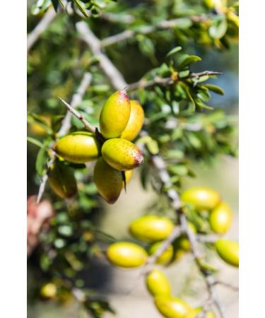  BIO PLANET Bio Plan te Native Argan Oil 100 ml - Buy Online on GoSupps.com