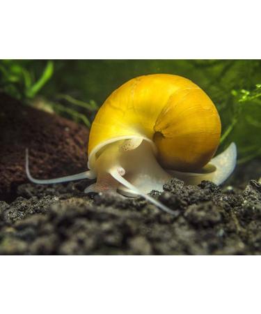 Aquatic Foods Inc. Calcium Feeder Shells Small & Medium Extra Thick Shells for Shrimp Snails Crabs Crayfish Hermit Crabs and All Tropical Fish. 4oz 75 Count Bag 75 Count (Pack of 1) - Buy Online on GoSupps.com