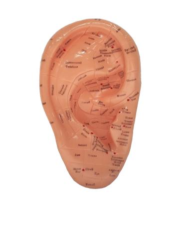 Ear Zone Model/Height 7 (XC-514A)