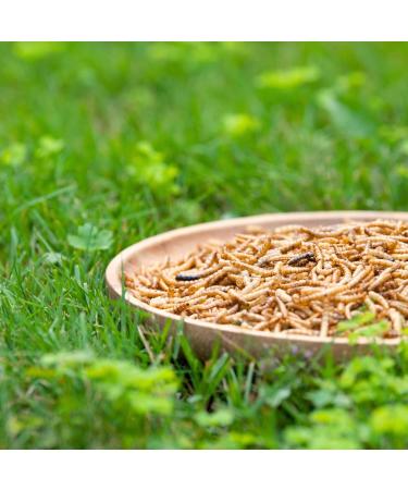 Lyra PET Mealworms 1kg | High-Protein Food for Hamsters Rats & Mice | Gently Dried & Nutrient-Rich | Ideal for Rodents | Natural Energy Source - Buy Online on GoSupps.com