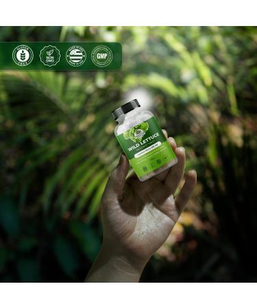 Amazing Botanicals Wild Lettuce Extract Tablets 10X (30 Tablets) 2,000MG Each | Lactuca Virosa | Sleep Support | Helps Naturally Soothe Pain 30 Count (Pack of 1) - Buy Online on GoSupps.com