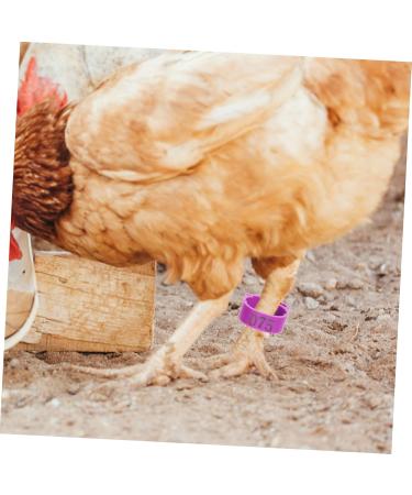 BUGUUYO 100pcs Chicken Leg Ring Chicken Thigh Poultry Identification Ring Chicken Drumsticks Plastic Purple - Buy Online on GoSupps.com