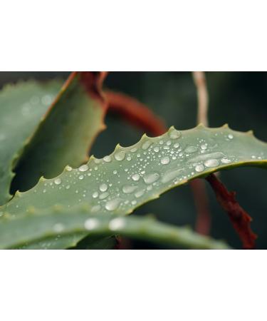 Mussv Gel Essentia A.Vera 750 - Buy Online on GoSupps.com