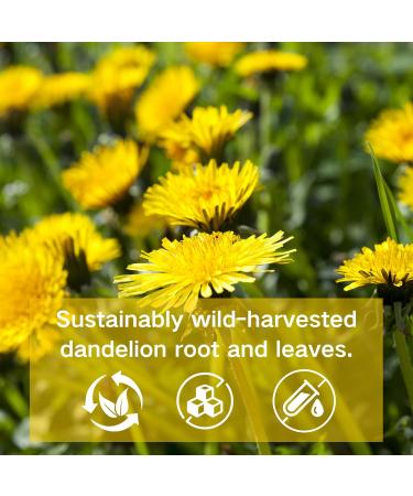 Natural Diuretic Dandelion Root Tea Organic for Fluid Retention Water Away Tea with Dandelion Root & Milk Thistle for Temporary Water Weight Gain - Buy Online on GoSupps.com