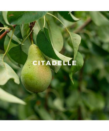 Raw Spirit Citadelle Perfume | Citrus Fresh Unisex Cruelty-Free Fragrance | Eau de Parfum Spray 3.4 fl oz/100mL 3.4 Fl Oz. - Buy Online on GoSupps.com