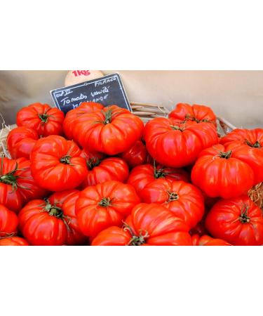 SAFLAX - ORGANIC - Tomato - Marmande - 10 seeds - With aseptic growing medium - Solanum lycopersicum - Buy Online on GoSupps.com