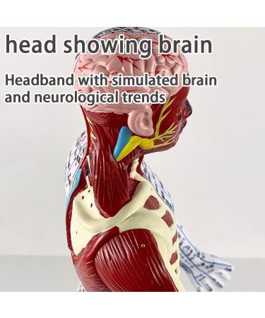 Muscle Anatomical Male Model Semi-musculoskeletal+Nerve Distributed 361 Acupoints+48 External Acupoints (23.6 Inches High) with Acupuncture Point Book+Acupuncture Chart+Base A - Buy Online on GoSupps.com