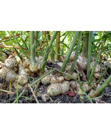 2 Zingiber officinale Rhizomes Gan Jiang Ginger Rhizomes Ginger Rhizome - Buy Online on GoSupps.com