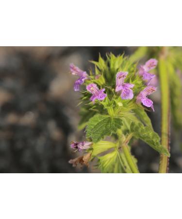 Black Horehound Herb Tea | Ballota Nigra L | Ballote Noire Herbe Tisane Health Embassy (100g) - Buy Online on GoSupps.com