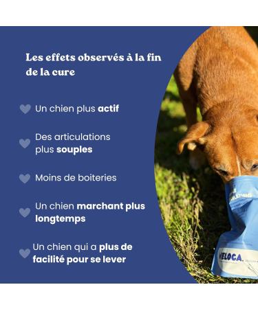 Dog Arthrosis - 60 bites - 11 natural active ingredients (Glucosamine Chondroitin MSM green lipped mussel devil's claw) - Dog Joints - Anti-inflammatory - Dog food supplement - Buy Online on GoSupps.com