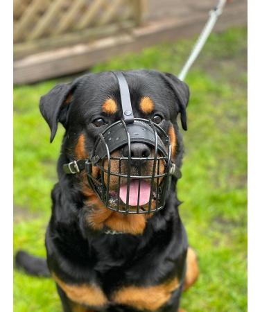 Strong Wire Metal Basket Dog Muzzle for Rottweiler, Mastiff, Golden Retriever | R1 Black/Black Leather - Buy Online on GoSupps.com