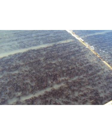 Sushi-Nori Organic Toasted Sushi Nori 200 Sheets - Buy Online on GoSupps.com