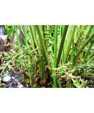 FreshSpice Green Cardamom Pods (500g) | Harvested directly from the farms of Kerala and lab tested for purity - Buy Online on GoSupps.com