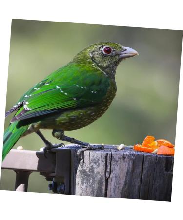 BESPORTBLE 200 Pcs Pigeon Anklet Chicken Legs Pigeon Bands Numbered Poultry Leg Ring Baby Split Ring to Open 1.3X1.3CMx2pcs Blackx2pcs - Buy Online on GoSupps.com