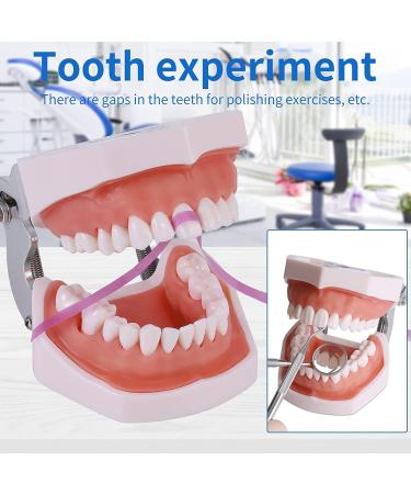Dental Teeth Model Removable Tooth Teach Practice Model Teeth Model Includes 32Pcs Teeth for Practicing Restorative Techniques Come with A Small Screwdriver - Buy Online on GoSupps.com