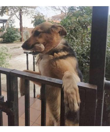 ARTISAN GIFT CO Olive Wood Chew Toy for Dogs - 100% Natural XL (24 cm) - Value Pack of 2 for Dogs Over 40kg - Buy Online on GoSupps.com