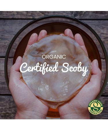 Organic Vegan Kombucha SCOBY - Freshly Fermented (2 Litre) - Buy Online on GoSupps.com