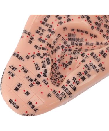 Buy Ear Acupuncture Point Model - Clear Display for Classrooms | International Shipping Available - Buy Online on GoSupps.com
